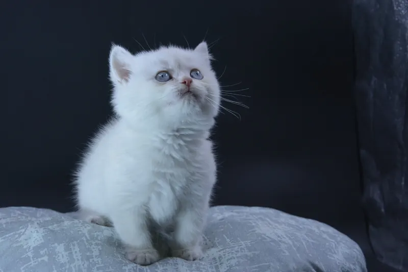 British Shorthair yavrular Ücretsiz sahiplendirme