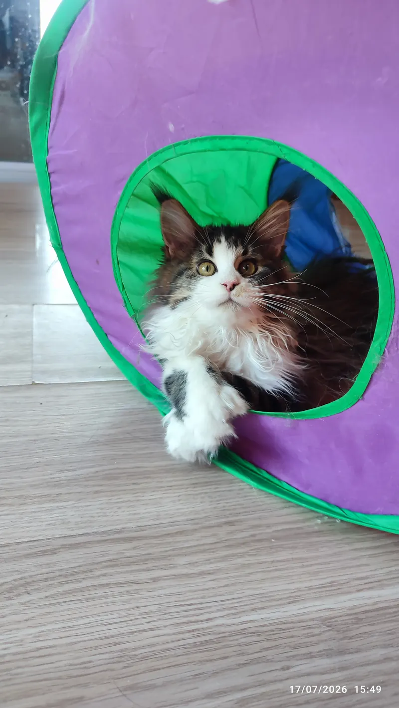 SAFKAN MAINE COON PRENSESİ - SECERELİ & POLİDAKTİL