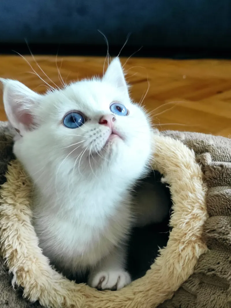 Safkan British Shorthair NS1133