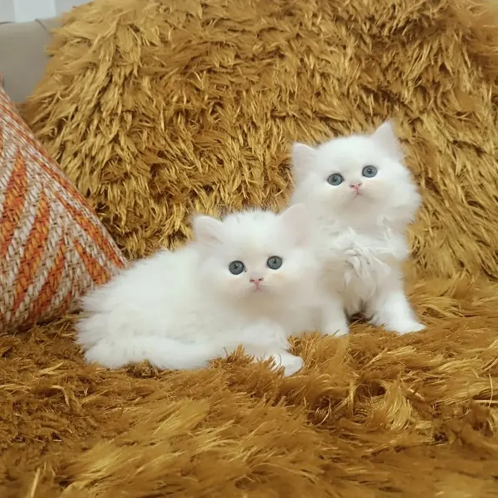 IRK GARANTİLİ CHİNCHİLLA YAVRULAR