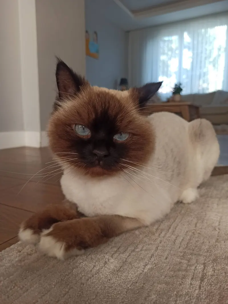 Ragdoll 4 Yaşında Dişi