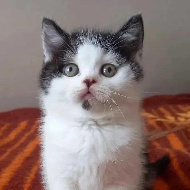 British Shorthair Black Bicolor Erkek Yavrumuz