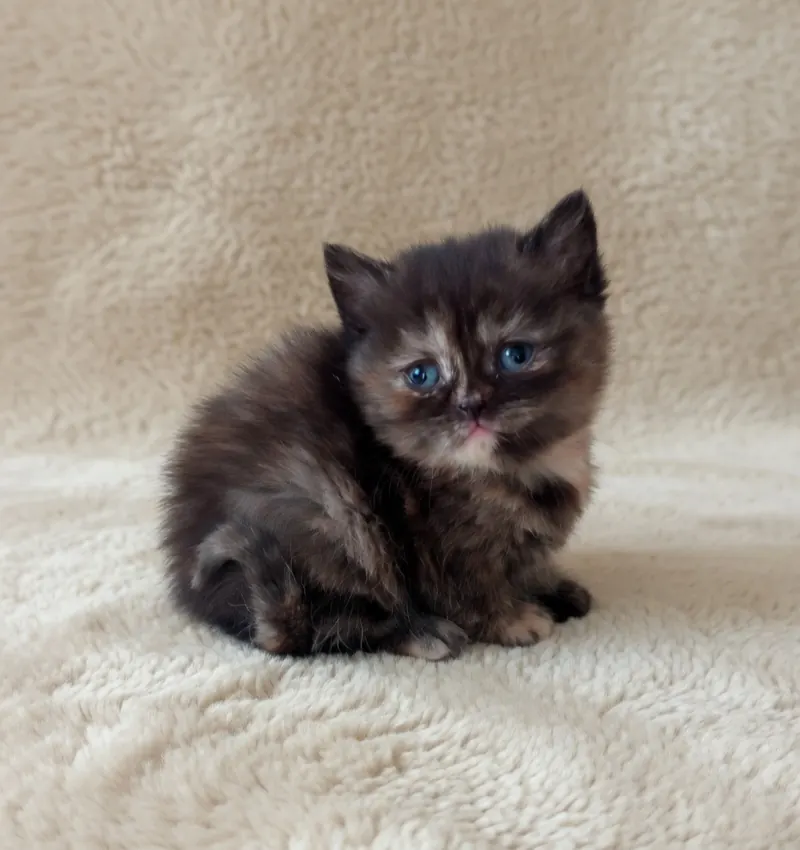 Black Tortieshell British Shorthair Dişi Yavrumuz