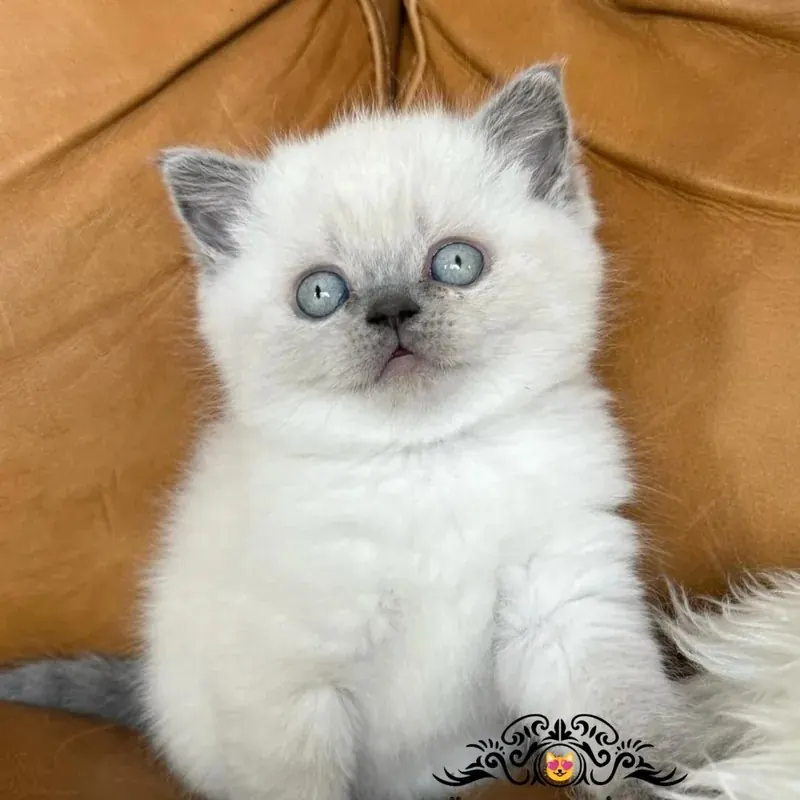 Bebeksi Bluepoint British Shorthair