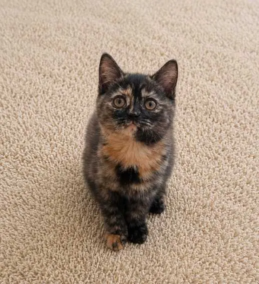 British Shorthair Tortieshell şans ve para kedisi