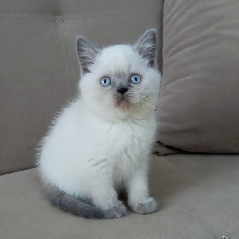 British Shorthair Blue Point dişi yavrumuz