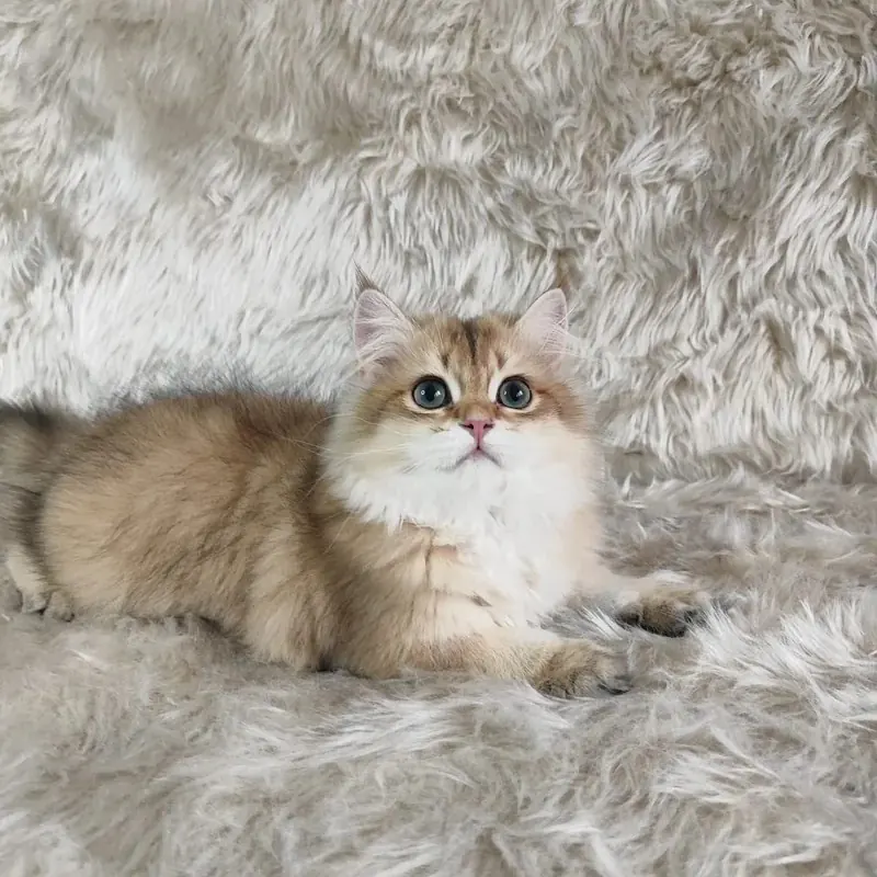 Organik Yavru British Shorthair Longhair Yavrular