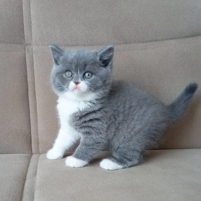 British Shorthair Blue Bicolor Dişi yavrumuz