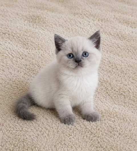 Muhteşem Güzellik British Shorthair Blue Point dişi yavrumuz