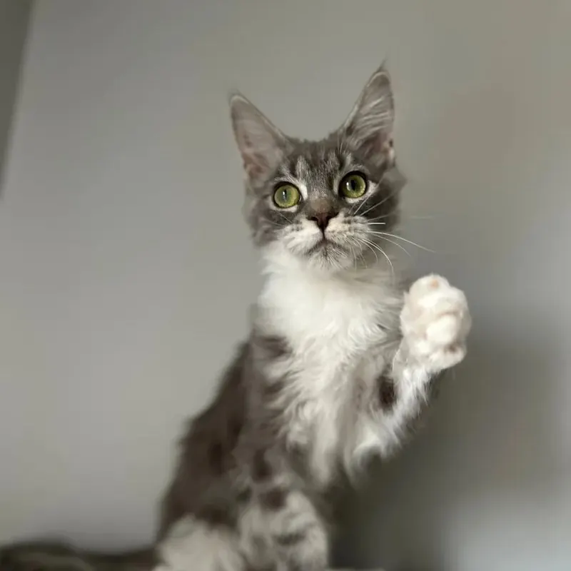 Full Secereli Maine Coon Dişi yavrumuz